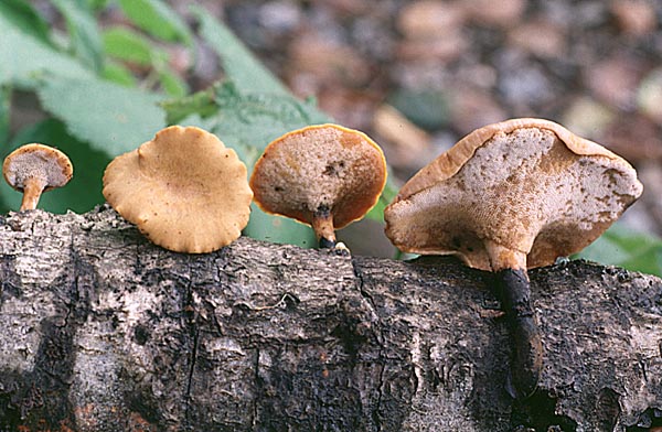 Polyporus elegans